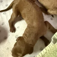 Waggin, a male Poodle - Standard  for sale in Searcy, AR – Photo 2 of 2