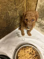 Waggin, a male Poodle - Standard  for sale in Searcy, AR – Photo 1 of 2