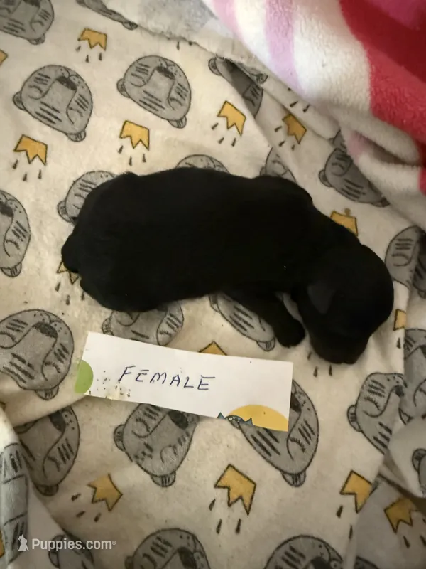 Velvet  – Poodle - Toy  puppy for sale in Searcy, AR