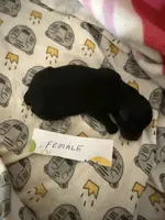 Velvet , a female Poodle - Toy  for sale in Searcy, AR – 1 of 2