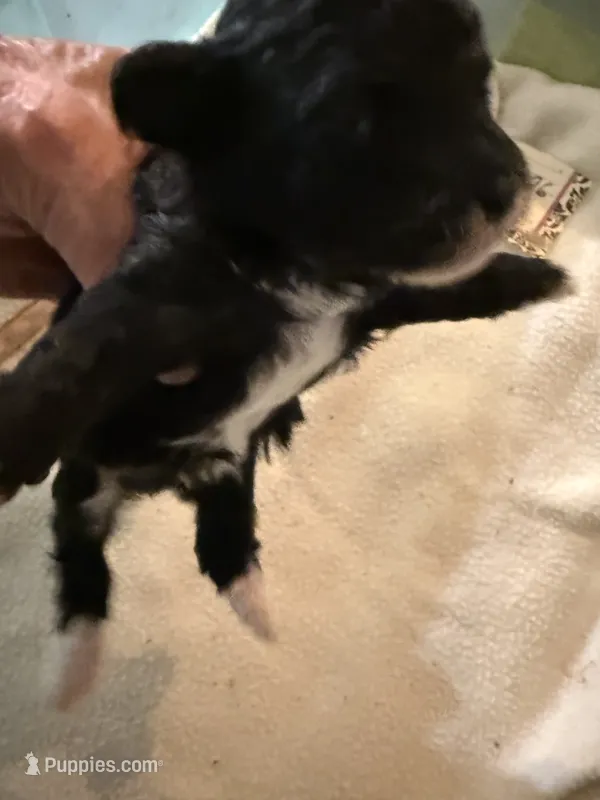 Nickel – Poodle - Toy  puppy for sale in Searcy, AR