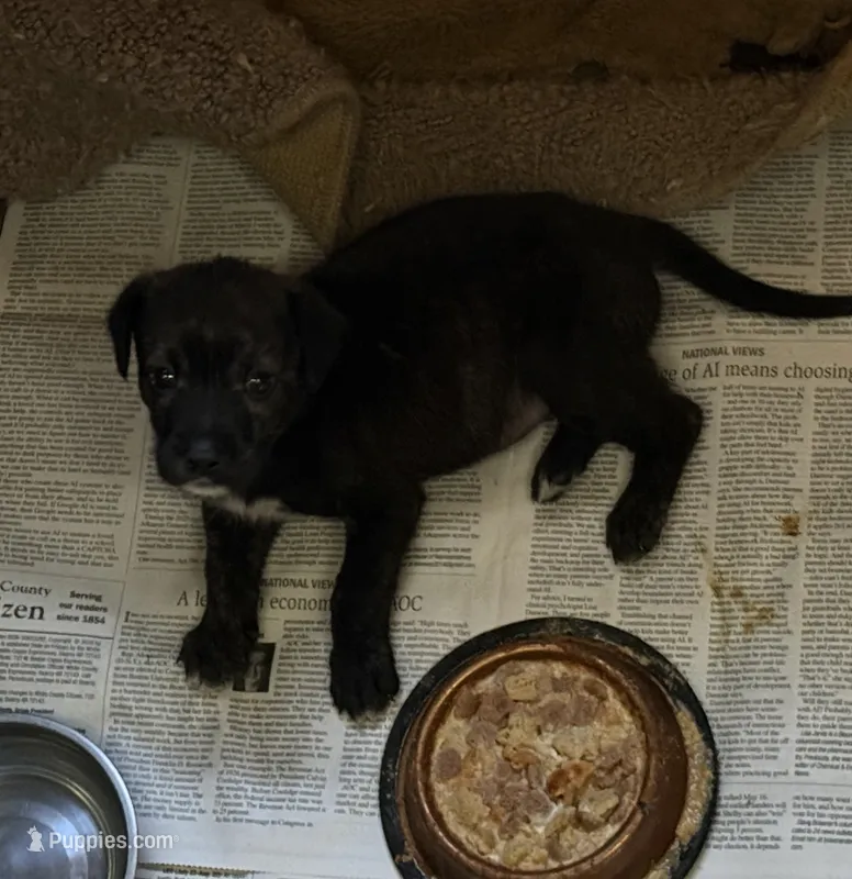 Blacky – Jack Russell Terrier puppy for sale in Searcy, AR