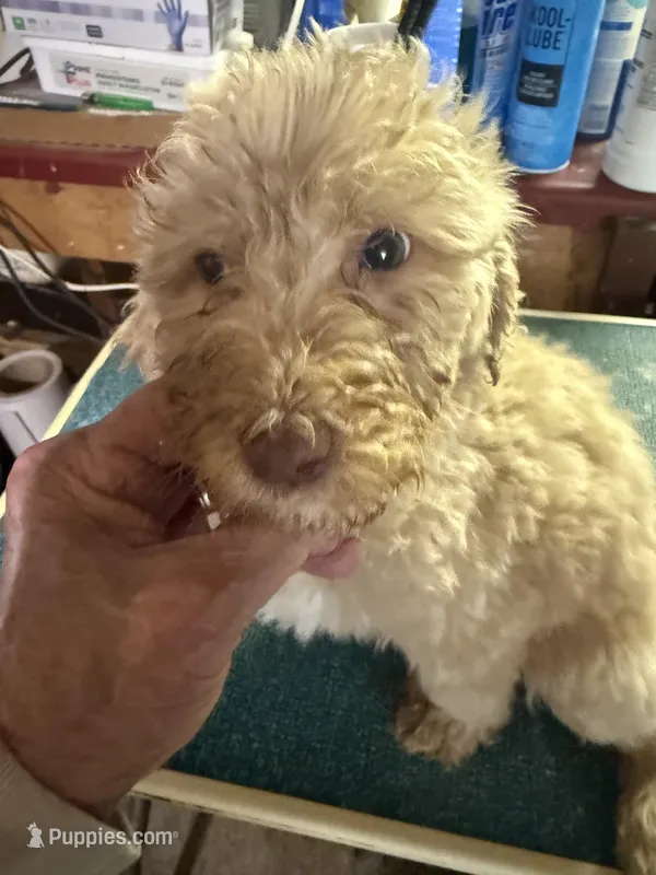 Red – Labradoodle puppy for sale in Searcy, AR