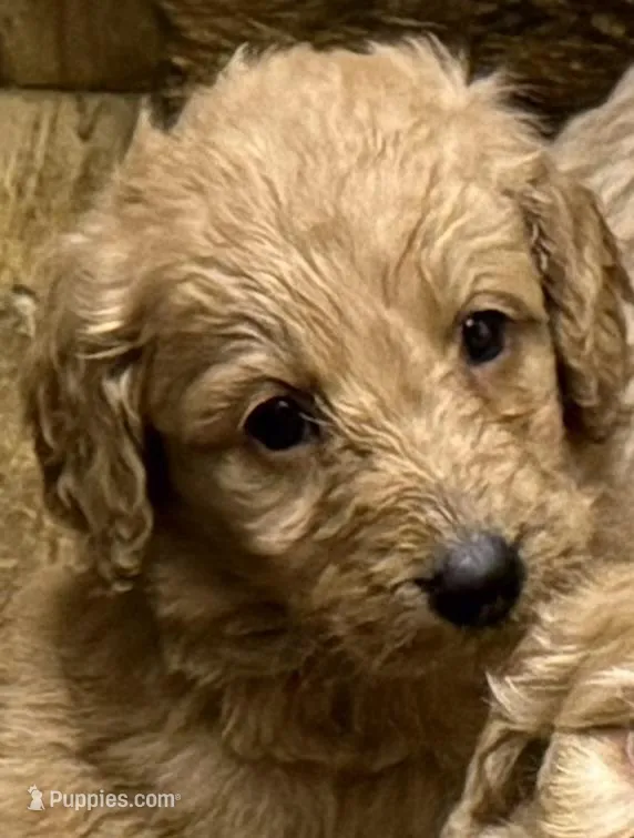Red – Labradoodle puppy for sale in Searcy, AR