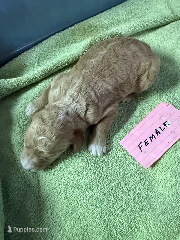 Red – Labradoodle puppy for sale in Searcy, AR