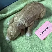 Red, a female Labradoodle for sale in Searcy, AR – Photo 2 of 3