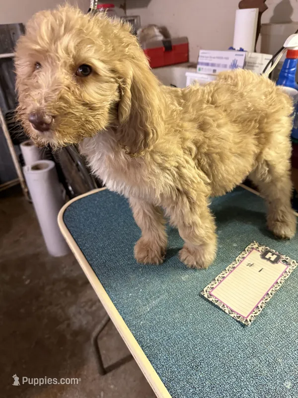 Red – Labradoodle puppy for sale in Searcy, AR