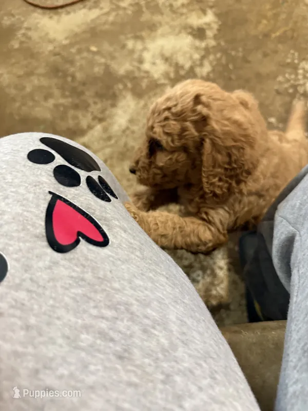 Red – Labradoodle, Poodle - Standard  puppy for sale in Searcy, AR