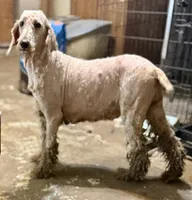 Red, a male Labradoodle and Poodle - Standard  for sale in Searcy, AR – 5 of 6