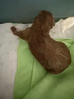 Rusty , a male Labradoodle for sale in Searcy, AR – Photo 1 of 2