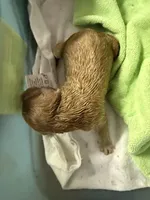 Rusty , a male Labradoodle for sale in Searcy, AR – Photo 2 of 2