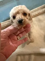 Alvin, a male Poodle - Toy  for sale in Searcy, AR – 1 of 1
