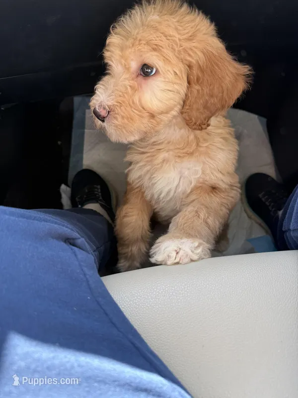 April – Labradoodle puppy for sale in Searcy, AR