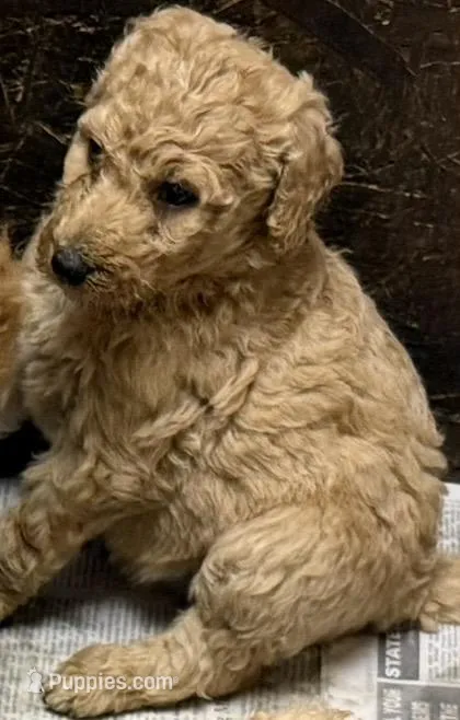 April – Labradoodle puppy for sale in Searcy, AR
