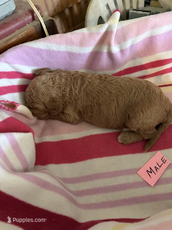 Red – Labradoodle, Poodle - Standard  puppy for sale in Searcy, AR