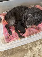 Velvet , a female Poodle - Toy  for sale in Searcy, AR – 2 of 2