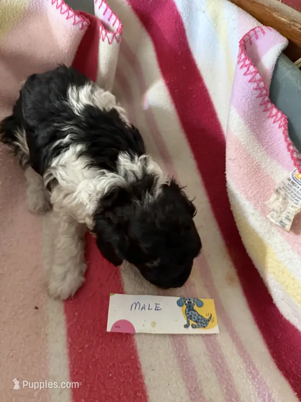 Black w/white – Poodle - Toy  puppy for sale in Searcy, AR