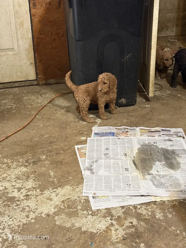 Rose – Labradoodle, Poodle - Standard  puppy for sale in Searcy, AR