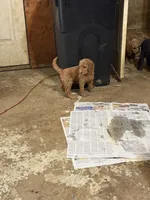 Rose, a female Labradoodle and Poodle - Standard  for sale in Searcy, AR – 3 of 7