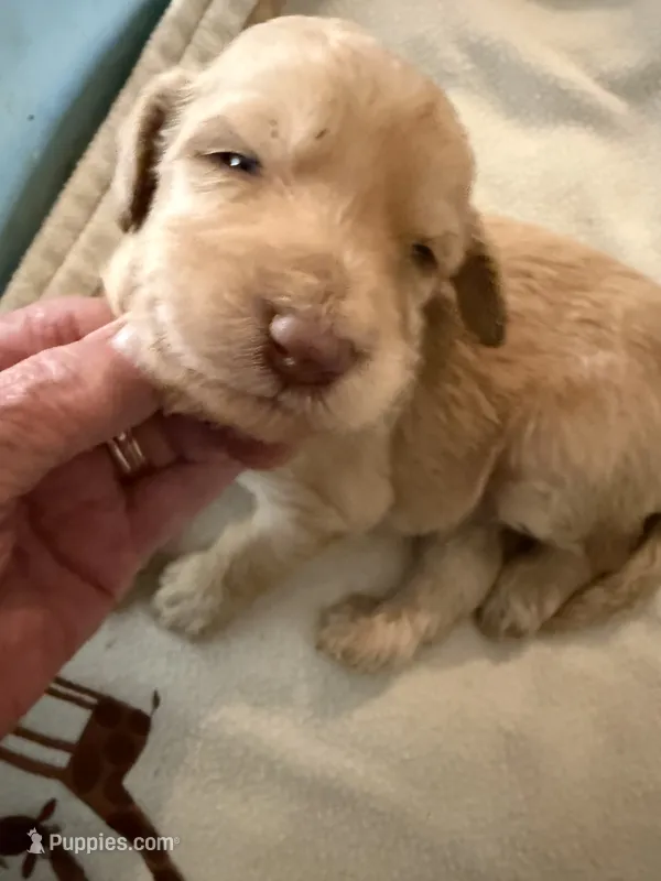 April – Labradoodle puppy for sale in Searcy, AR