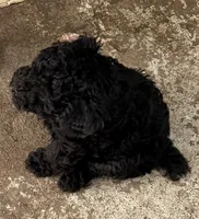 Ace, a male Poodle - Toy  for sale in Searcy, AR – 5 of 5