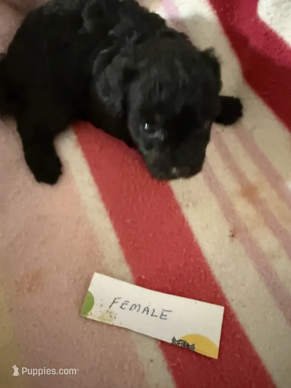 Sammy – Poodle - Toy  puppy for sale in Searcy, AR