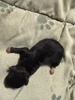 Nickel, a male Poodle - Toy  for sale in Searcy, AR – 2 of 3