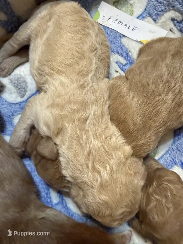 Lilly – Labradoodle puppy for sale in Searcy, AR