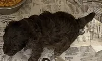 Cocoa , a male Aussiedoodle for sale in Searcy, AR – 5 of 10
