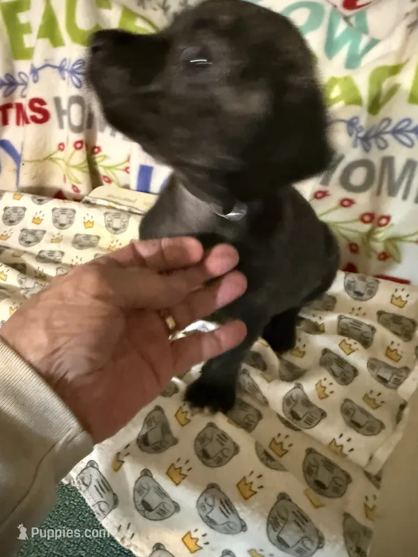 Blacky – Jack Russell Terrier puppy for sale in Searcy, AR