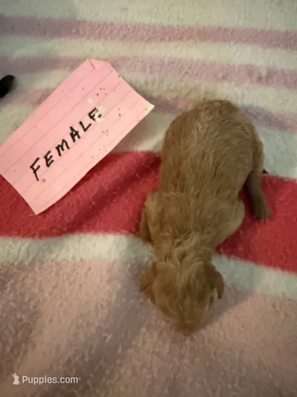 Butterscotch  – Aussiedoodle puppy for sale in Searcy, AR