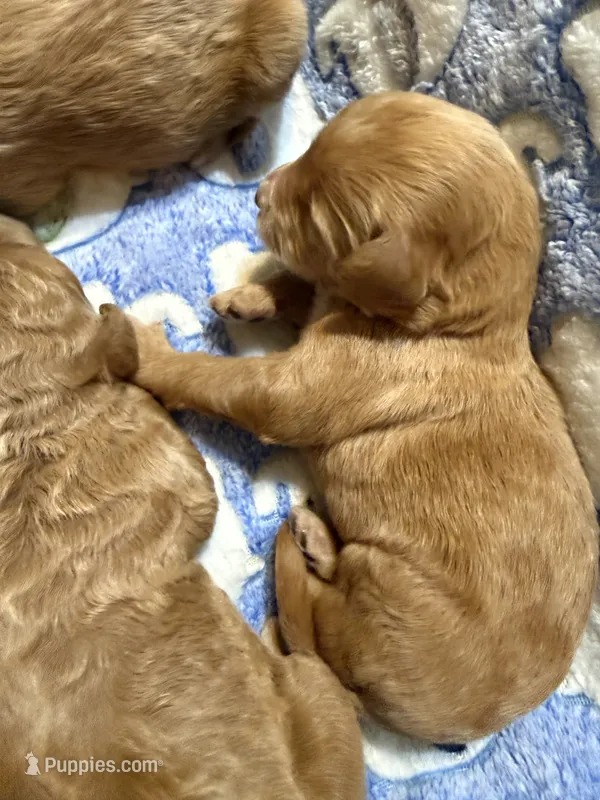 Karla  – Labradoodle puppy for sale in Searcy, AR