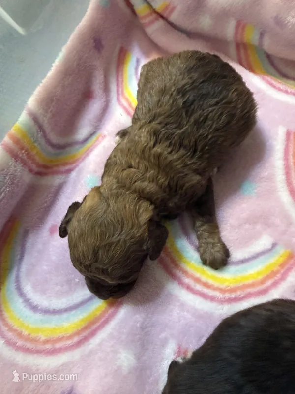 Coca – Poodle - Toy  puppy for sale in Searcy, AR