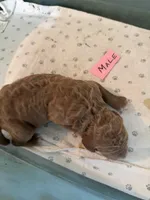 Red, a male Labradoodle and Poodle - Standard  for sale in Searcy, AR – 3 of 6