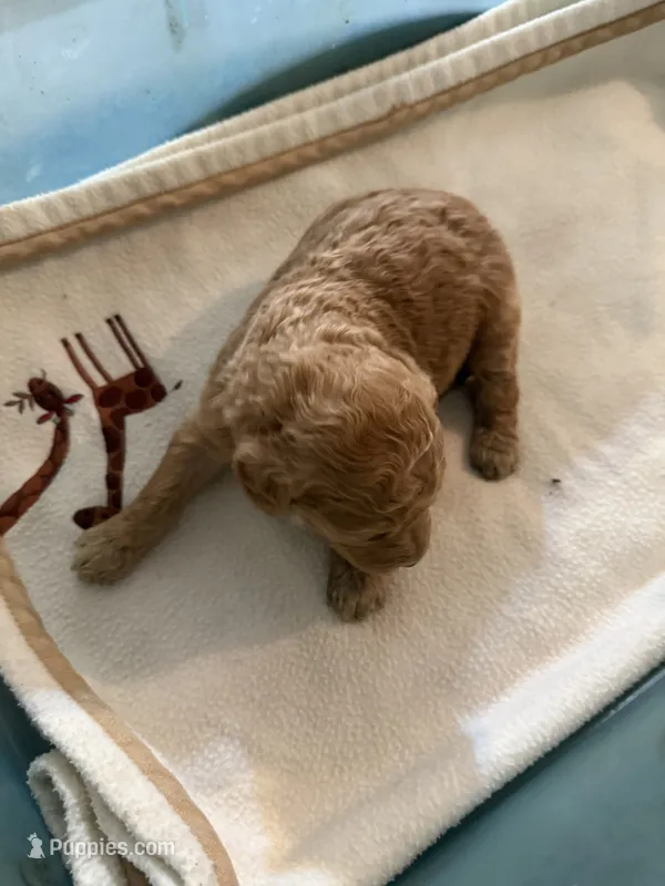 Reddy – Labradoodle puppy for sale in Searcy, AR