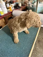 Sweet, a female Poodle - Standard  for sale in Searcy, AR – Photo 2 of 2