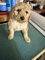 Sweet, a female Poodle - Standard  for sale in Searcy, AR – Photo 1 of 2