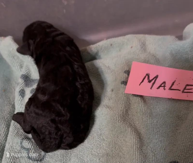 Souter – Poodle - Toy  puppy for sale in Searcy, AR