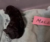 Souter, a male Poodle - Toy  for sale in Searcy, AR – 1 of 1