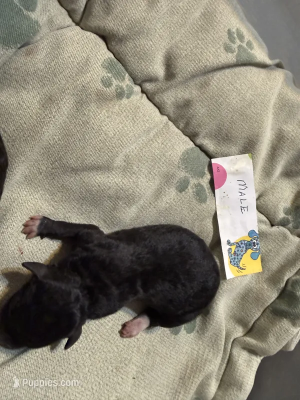 Nickel – Poodle - Toy  puppy for sale in Searcy, AR