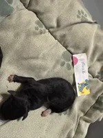 Nickel, a male Poodle - Toy  for sale in Searcy, AR – 1 of 3