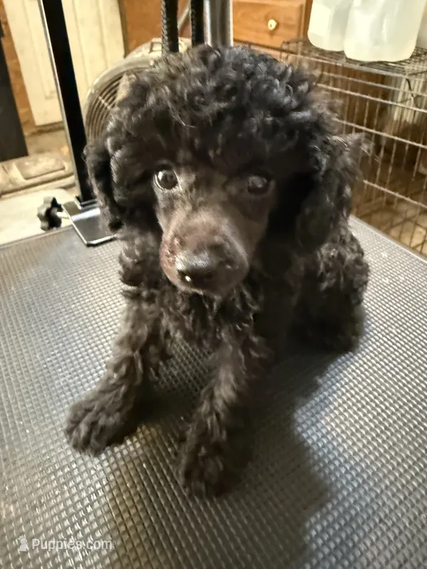 Ace – Poodle - Toy  puppy for sale in Searcy, AR