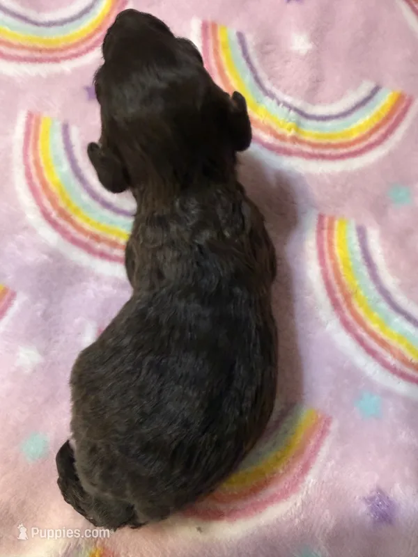 Brownie – Poodle - Toy  puppy for sale in Searcy, AR