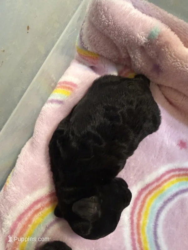 Blacky – Poodle - Toy  puppy for sale in Searcy, AR