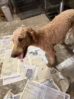 Red, a male Labradoodle and Poodle - Standard  for sale in Searcy, AR – 6 of 6