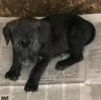 Blacky, a male Jack Russell Terrier for sale in Searcy, AR – 2 of 7