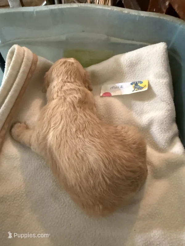Teddy – Labradoodle puppy for sale in Searcy, AR