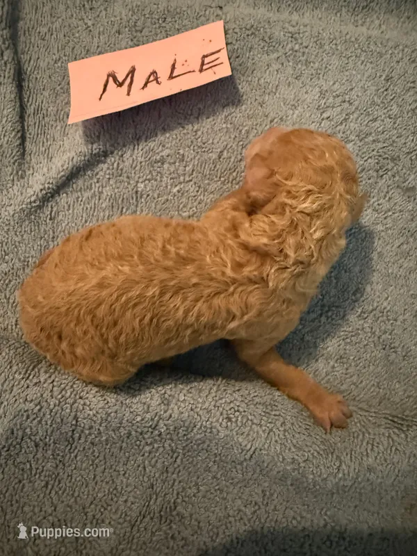 Milkyway – Aussiedoodle puppy for sale in Searcy, AR
