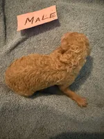 Milkyway, a male Aussiedoodle for sale in Searcy, AR – 1 of 1
