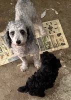 Ace, a male Poodle - Toy  for sale in Searcy, AR – 4 of 5